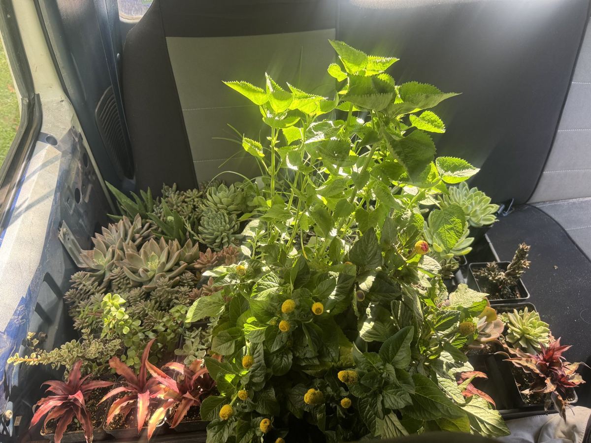 Plant Bingo in High Springs