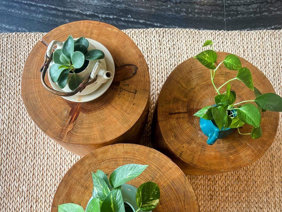 Potted plants ready to take home