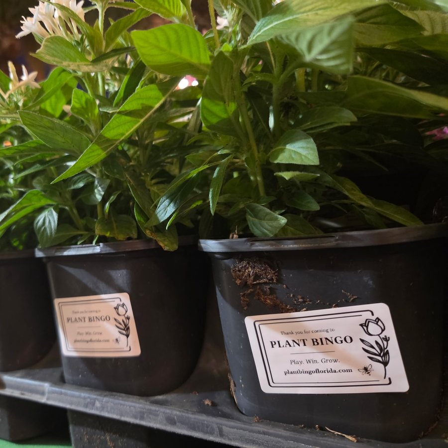 Prize plants in pots with Plant Bingo thank-you stickers