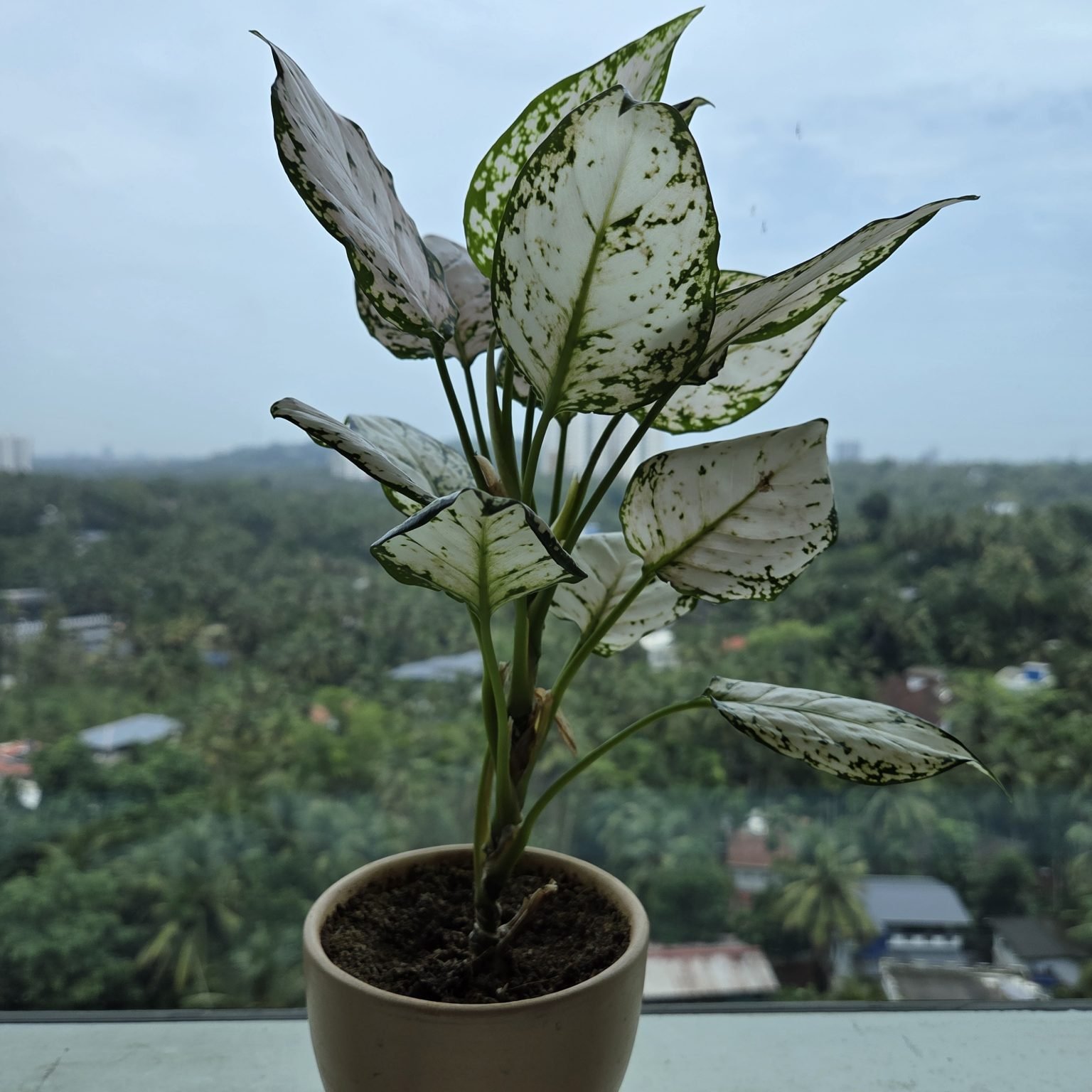 A single plant on a windowsill